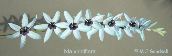 Ixia viridiflora flower
