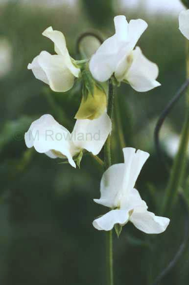 cut flower sweet pea - white